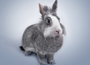 开云官方app入口-赛道与球场，拉梅洛的F1首胜与北京队的压倒性胜利