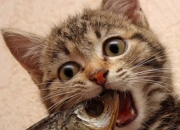 开云体育官方网站-跨界风暴，范弗利特F1赛道超车，新疆男篮力克鹈鹕的胜利启示