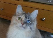 开云体育在线-厄德高单节爆发如伊朗高原雄风，瞬间拉开玻利维亚式差距