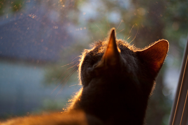 厄德高单节爆发如伊朗高原雄风，瞬间拉开玻利维亚式差距